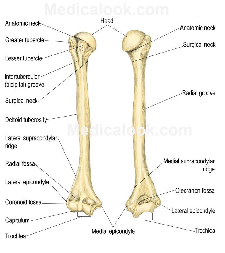 Anatomy - Shoulder